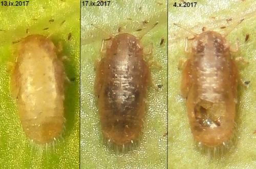 Psyllaephagus pulchellus